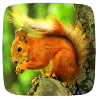 Squirrel Sounds