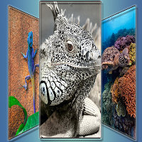 The Amphibian Gallery