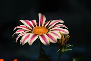 Gazania Wallpapers Screenshot 1