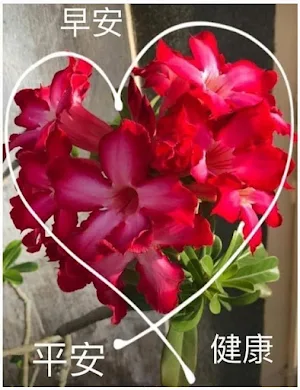 早安賀卡 Screenshot 0