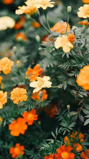 buttercup wallpaper Screenshot 0