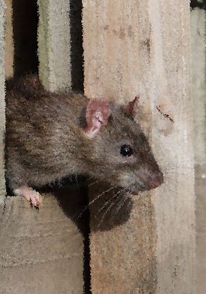 Mouse and Rat Sounds ~ Sboard.pro Screenshot 0