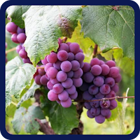 FRUITS PUZZLE ENGLISH