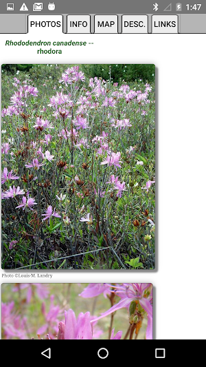 New Brunswick Wildflowers Screenshot 3