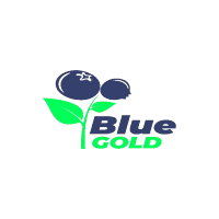 Blue Gold - Tareo