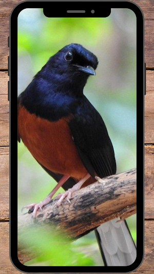 Burung Murai Wallpapers Screenshot 0