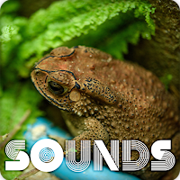 Asian Grass Frog Ringtones