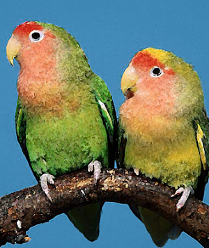 Lovebird sounds ~ Sboard.pro Screenshot 0
