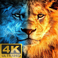 Lion Wallpapers
