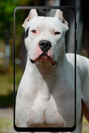 Fondos de Dogo argentino Screenshot 2