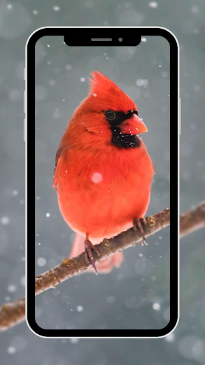 Bird Wallpaper Screenshot 0
