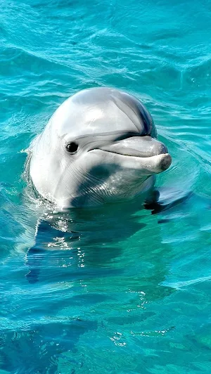 Dolphin Video Wallpapers Screenshot 0