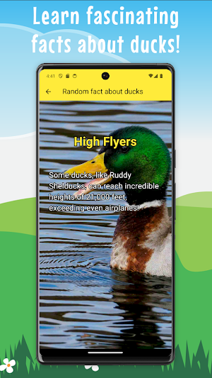 Duck Quacking App Screenshot 3