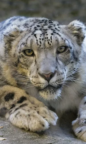 Snow Leopard Wallpapers Screenshot 3