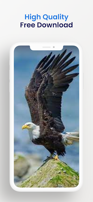 Eagle bird wallpaper HD Screenshot 2