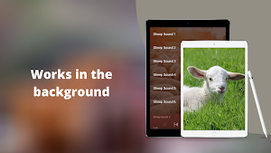 Sheep Sounds Screenshot 3