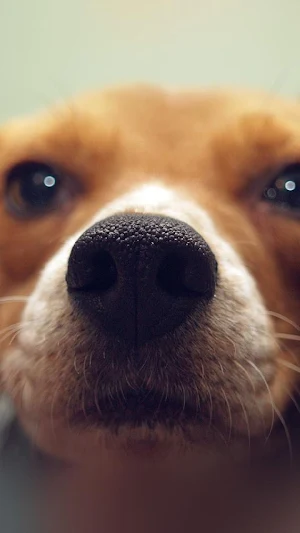 Beagle Dog Wallpapers Screenshot 0