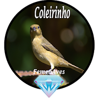 Canto Fêmea de Coleirinho