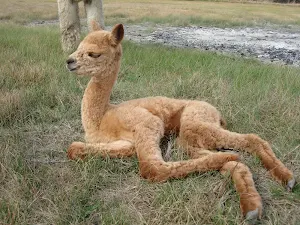 Alpaca Wallpapers Screenshot 0