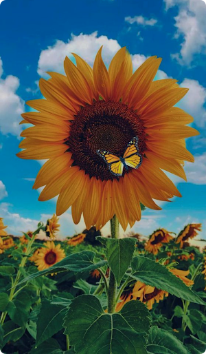Sunflower Wallpaper 2024 Screenshot 0