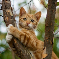 Cute Cat Wallpaper