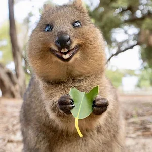 Quokka Wallpaper HD Screenshot 0