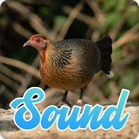 Red Junglefowl Female Sounds