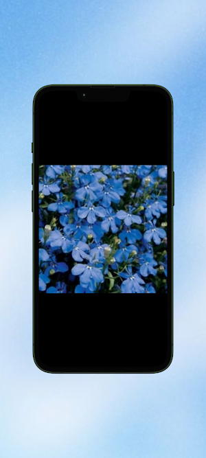 Lobelia Flower WalL Screenshot 0