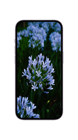 WildFlower Seeds : Wildflower Screenshot 1