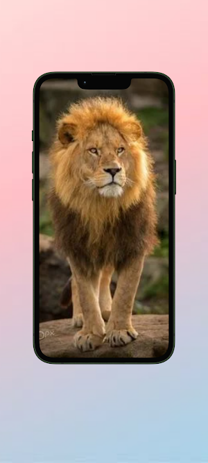 Singa WalL Screenshot 0