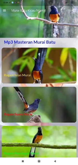 Masteran Murai Batu Gacor Screenshot 1