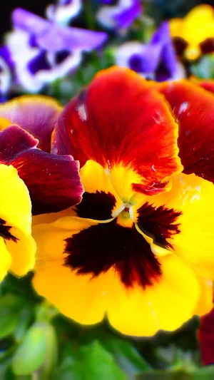 Pansy Wallpapers Screenshot 1