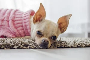 Chihuahuas wallpapers Screenshot 2