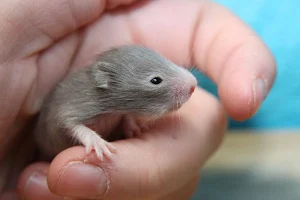 Hamster wallpapers Screenshot 3