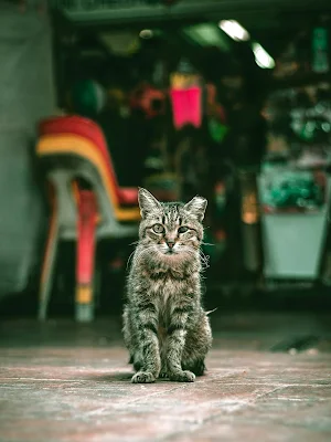 Cute Wallpapers Screenshot 3