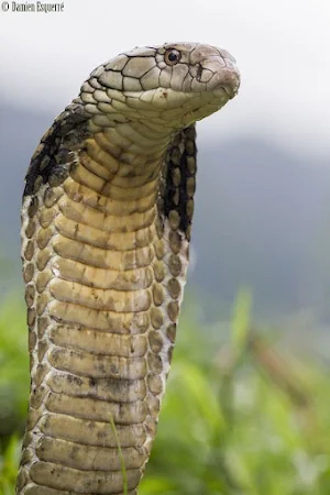 King Cobra Snake Wallpapers Screenshot 0