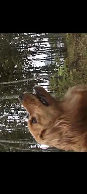 DOGGIE INFO Screenshot 3