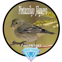 Canto Fêmea de Pintassilgo Jil