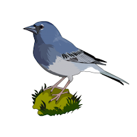 Aves de Canarias