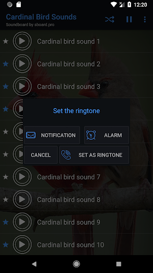 Cardinal Bird Sounds ~ Sboard.pro Screenshot 2