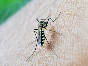 Mosquito Sound Prank screenshot 2