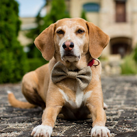Dog Sounds