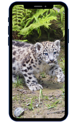 Snow Leopard Wallpapers Screenshot 0