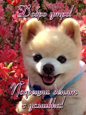 Картички Добро утро Screenshot 1