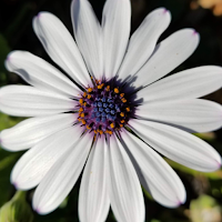 eHerbarium