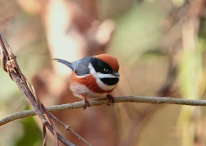 Titmouse Bird Wallpapers Screenshot 0