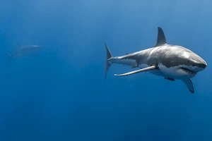 Shark Wallpapers Screenshot 3