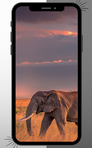 Elephant Wallpaper Screenshot 2