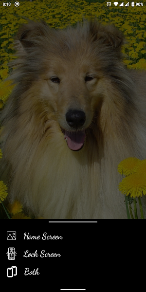 Dog & Puppy HD Wallpapers Screenshot 2