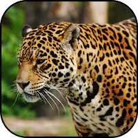 Wild animals wallpapers